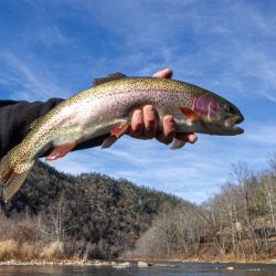 Big Rainbow Trout