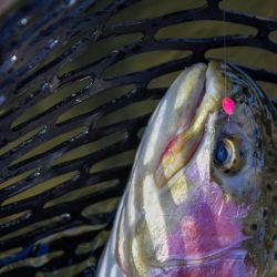 Big Rainbow Trout