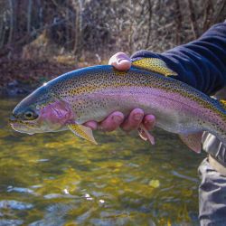 Big Rainbow Trout