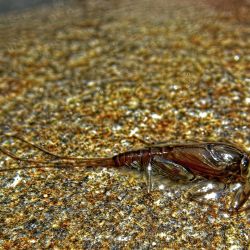 Cataloochee Mayfly Nymph