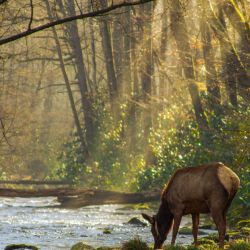 Cataloochee Elk on Creek