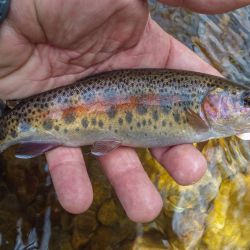 Cataloochee NC Rainbow Trout