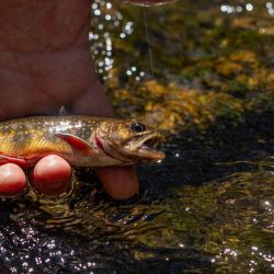 Fly Fishing NC Trout