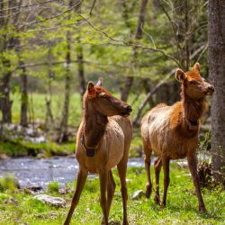 Cataloochee Elk