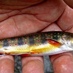Brook Trout Wild North Carolina
