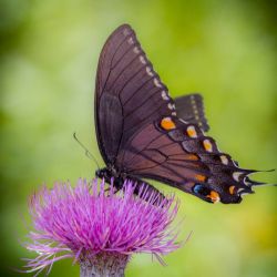 Black Swallowtail Butterfly
