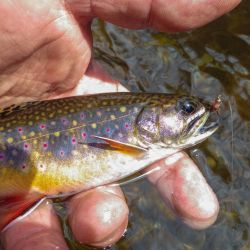 Wild Brook Trout North Carolina