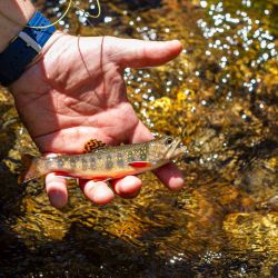 Wild Brook Trout North Carolina