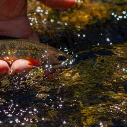 Fly Fishing Wild Brook Trout North Carolina