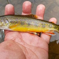 Wild Brook Trout