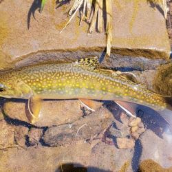 Wild Brook Trout
