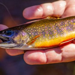 Wild Brook Trout