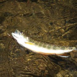Wild Brook Trout