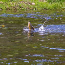 Hatchery Trout