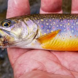 Wild Brook Trout