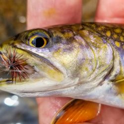Wild Brook Trout