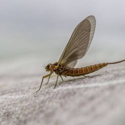 Hendrickson Mayfly