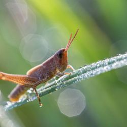 Grasshopper
