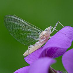 Light Cahill Mayfly