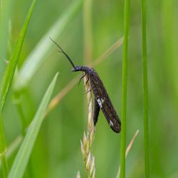 Dark Fishfly