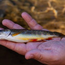 Wild Brook Trout