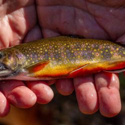 Wild Brook Trout
