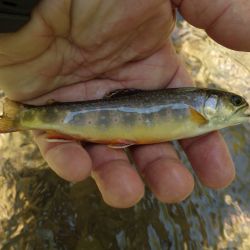 Wild Brook Trout