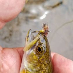 Wild Brook Trout