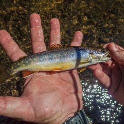 Wild Brook Trout