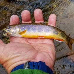 Wild Brook Trout