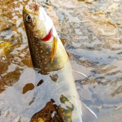 Wild Brook Trout