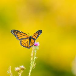 Monarch Butterfly