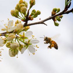 Honey Bee