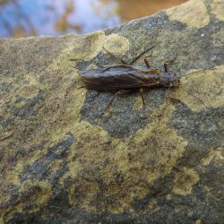 Giant StoneFly