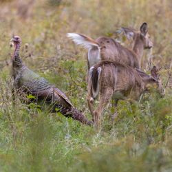 Turkey and Deer