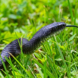 Rat Snake