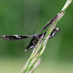 Dark Fishfly
