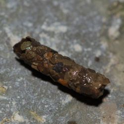 Cased Caddis Larva