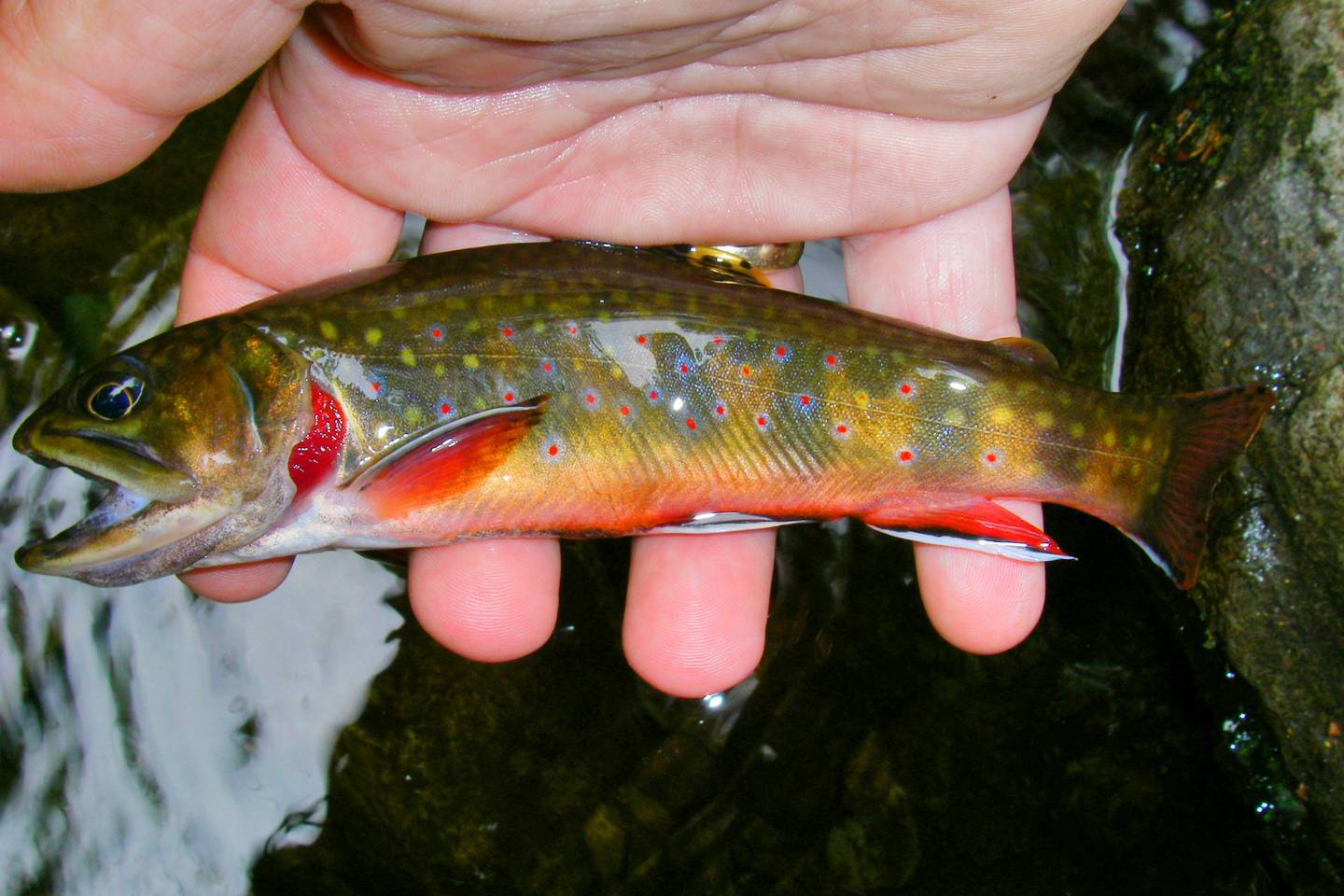Trout Species of North Carolina