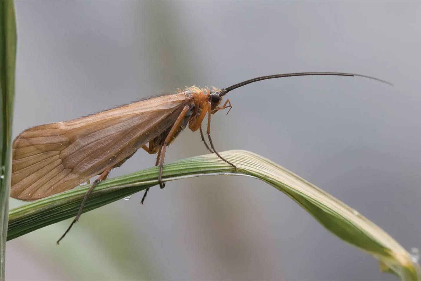 CaddisFly Entomology