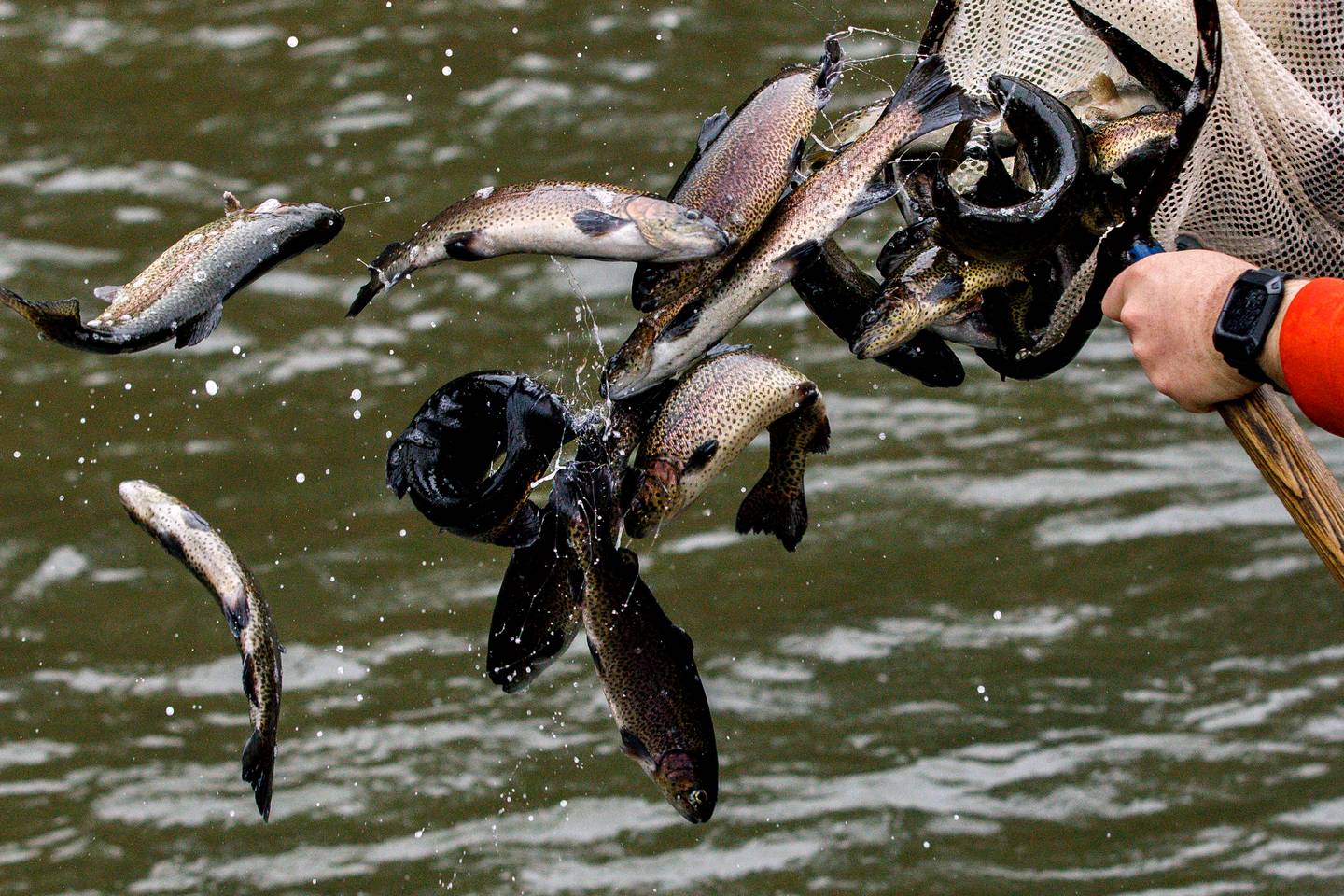Delayed Harvest Trout Streams in NC