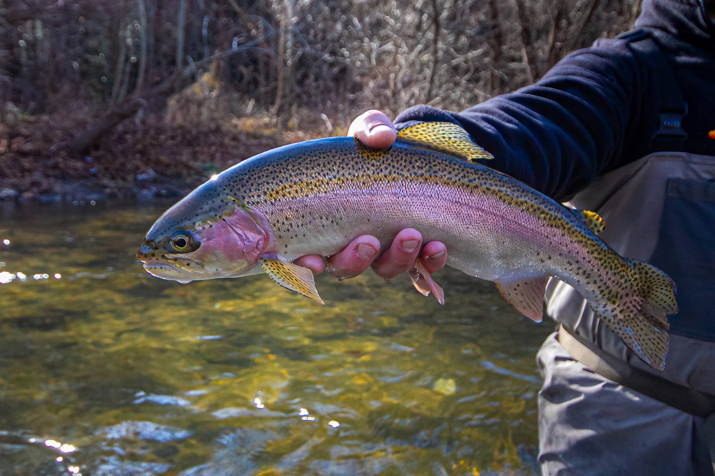Swain County NC Trout Streams