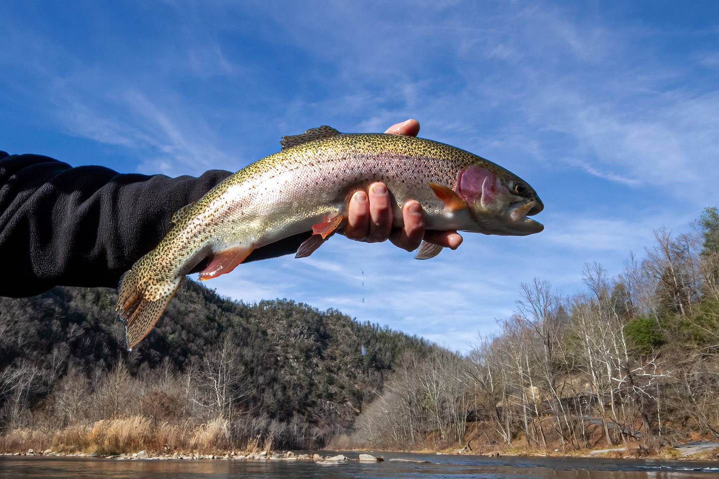 Watauga County NC Trout Streams