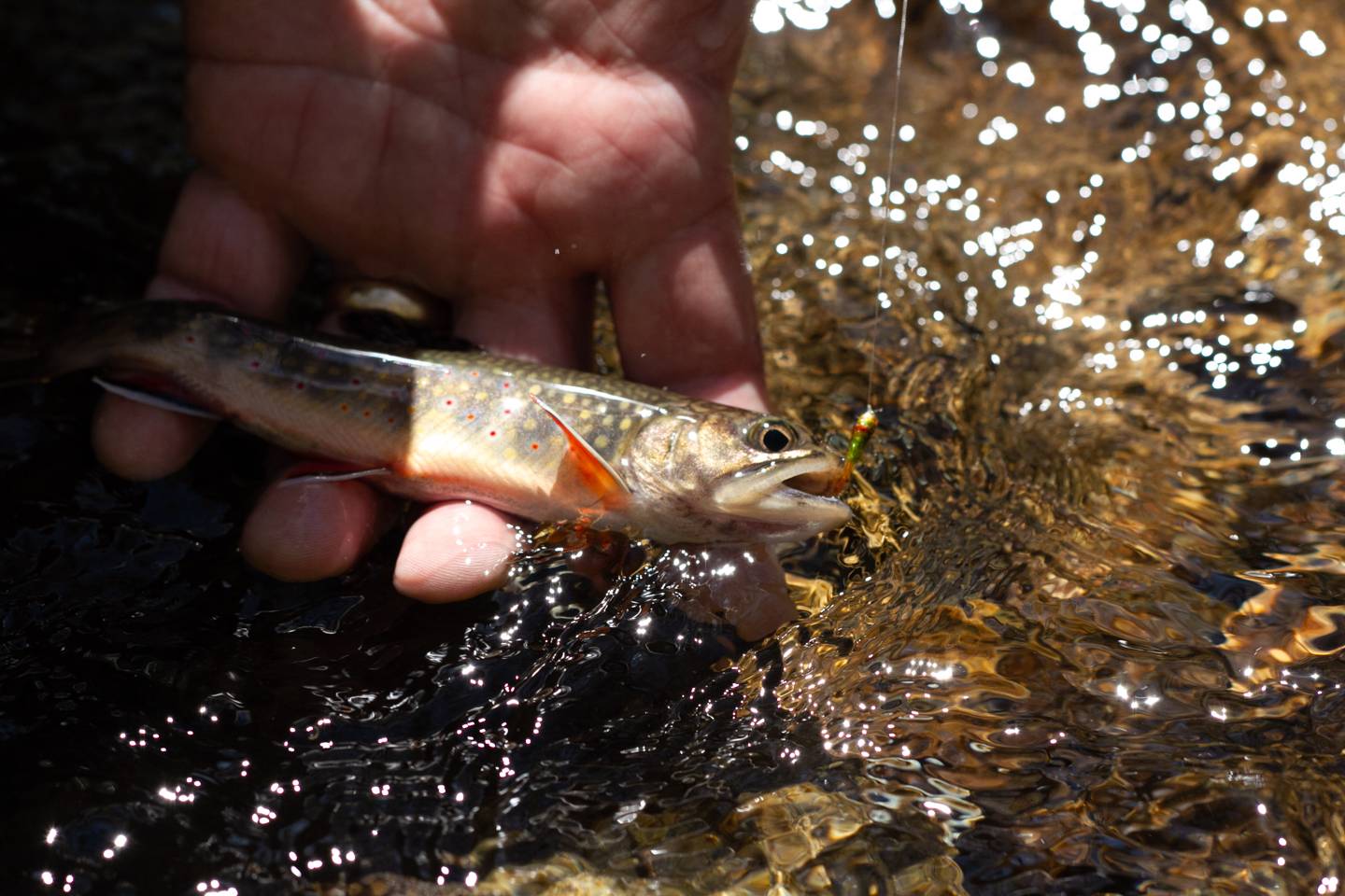 Haywood County NC Trout Streams