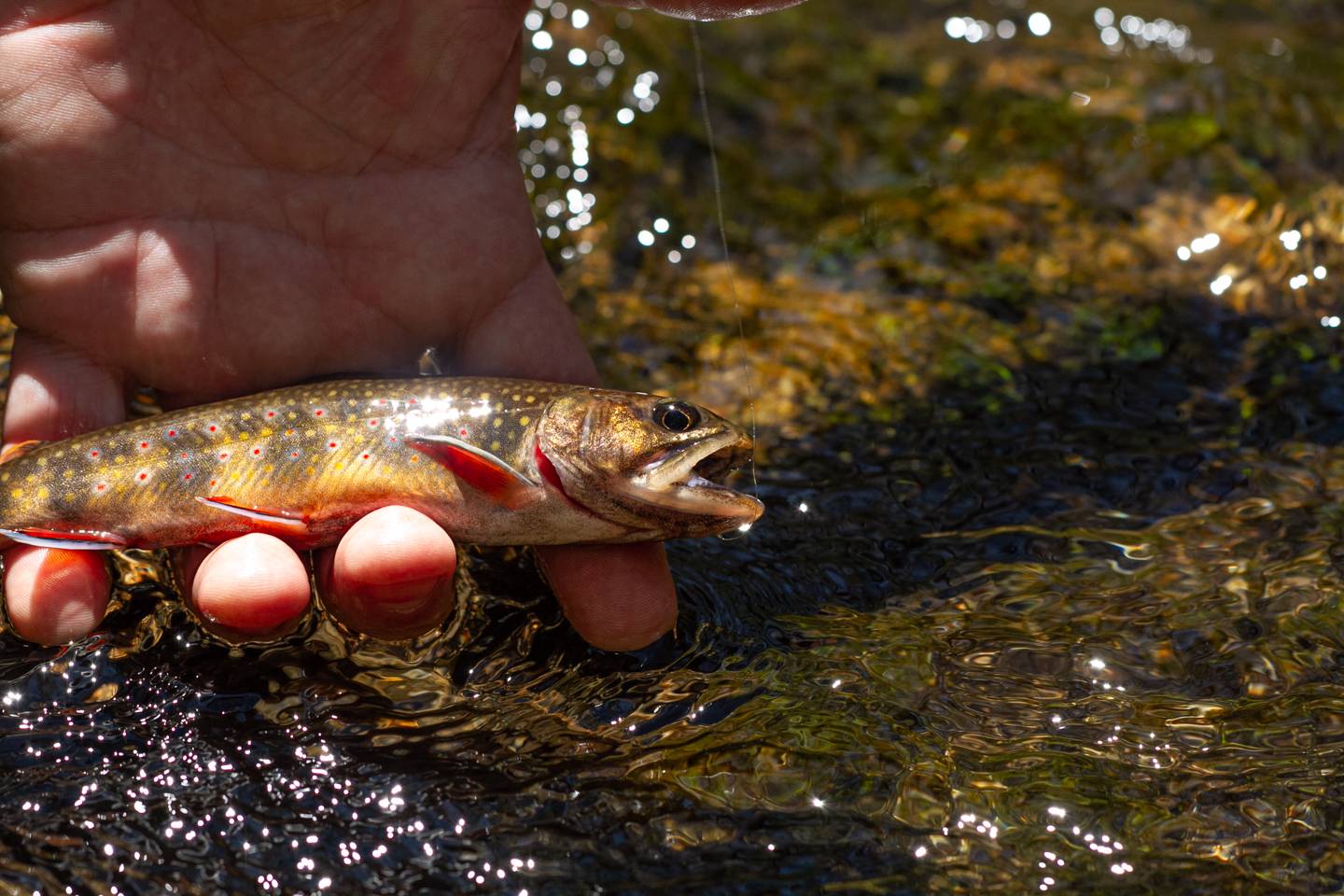 Wild Trout Creeks Streams in NC