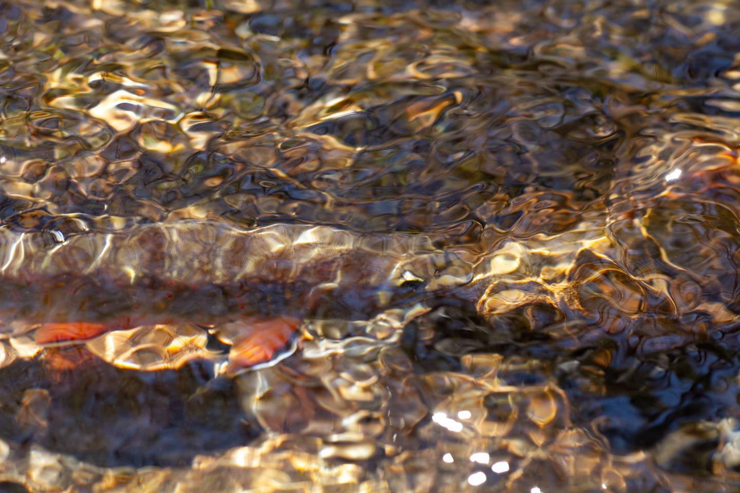 Ashe County NC Trout Streams