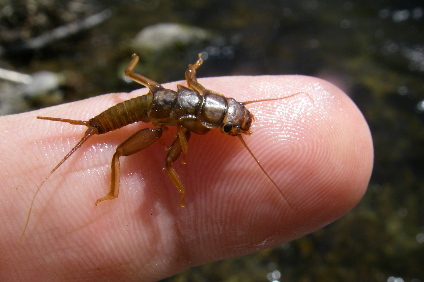 Macon County NC Trout Streams