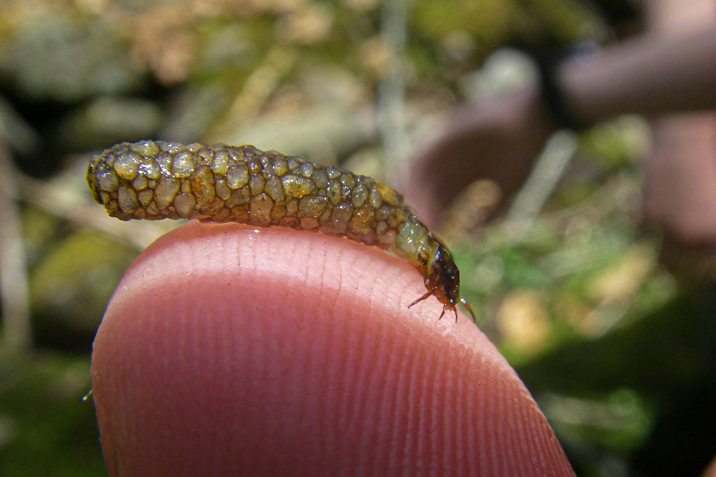 Burke County NC Trout Streams