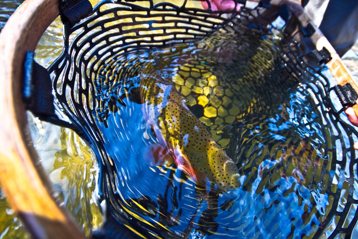 Wilkes County NC Trout Streams