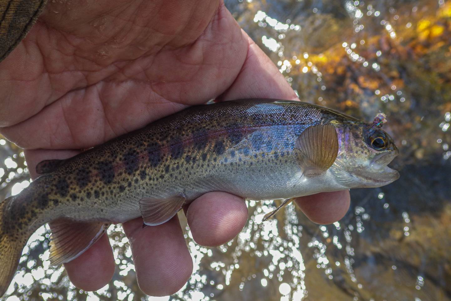 Transylvania County NC Trout Streams